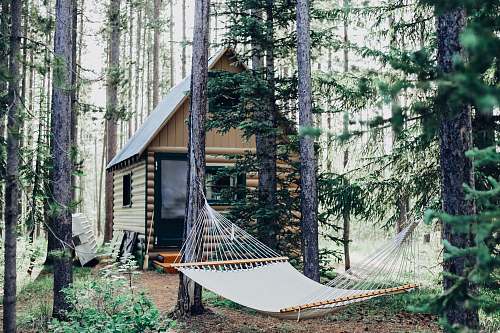 cabin wooden house with hammock attached on tree hammock